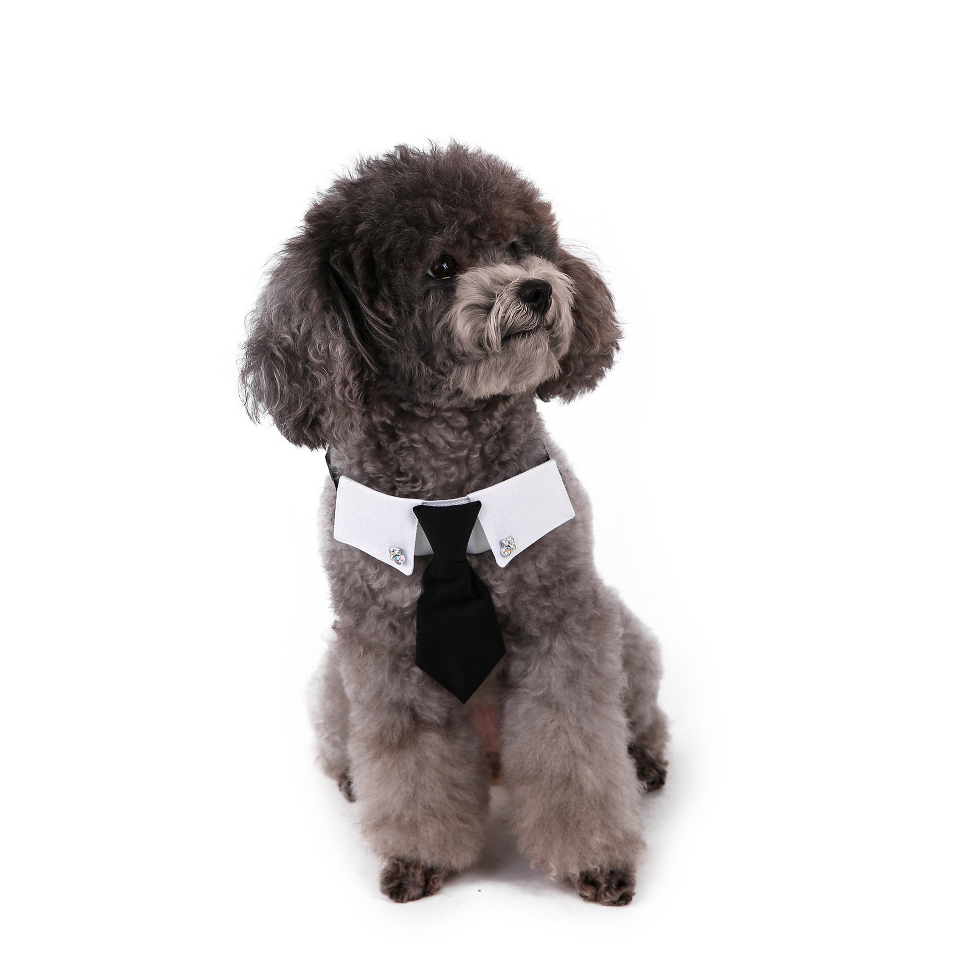 Perro transfronterizo estilo británico guapo traje de boda ropa de perro corbata collar decoración al por mayor