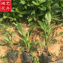 ǧ�ռtǧ�շ۱���ɽ�|���ݴ��������޸������繫�@�������c�G��