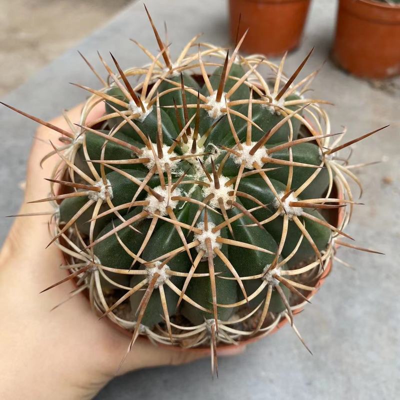 大仙人球コレクション、鉢植えの開花仙人掌、多肉植物、星兜瑞昌玉、玉龍鳳玉、玉翁|undefined