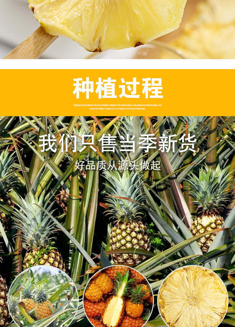 Dried Pineapple Slices (Ananas comosus) — Low-Temperature Dried Fruit Tea, 500g Bulk in use