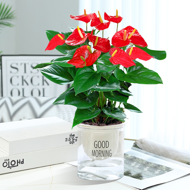 [주인장 추천] 프리미엄 안스리움 + 굿모닝 세면대 + 영양액