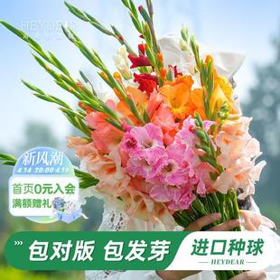 Flagship Store Gladiolus Gladiolus Bulbs Florals and Green Plants Potted Courtyard Bulb Plants Bare Bulbs