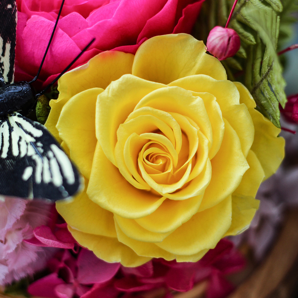 Amazon Eternal Flower Terminado Rose para mamá y maestra Día de la madre Regalo de San Valentín para novias