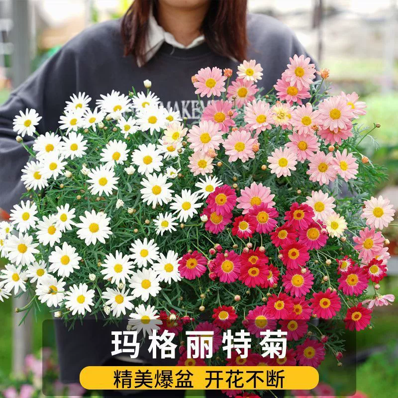 Семена цветов маргаритки круглый год посев легкой карамели хризантемы ромашки двор балкон в помещении и на улице
