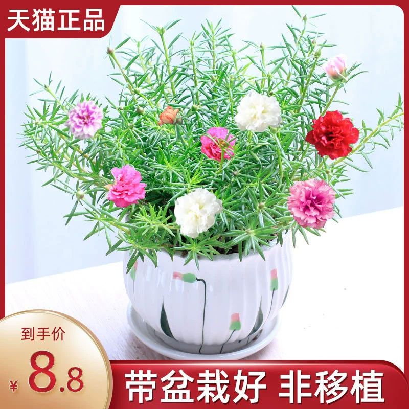 Двухлепестковые саженцы подсолнечника в горшках, многолетние растения с корнями и бутонами, разноцветные двухлепестковые большие цветы, комнатные балконные зеленые растения и цветы.