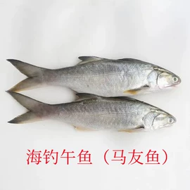 其他水产加工;鱼类;软体类