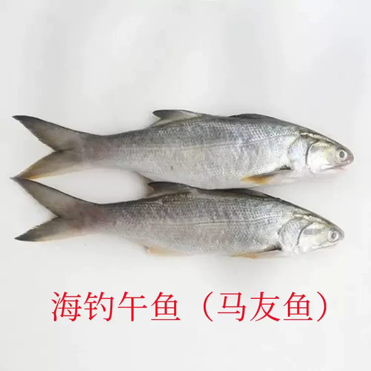 午鱼 海钓午鱼 马友鱼 冷冻午鱼    刺少肉多  肉质鲜嫩