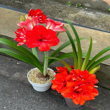 多年生朱顶红球种花卉植物大全四季开花进口重瓣种球盆栽室内花