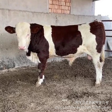 西门塔尔肉牛犊批发4-5个月改良小牛犊养殖活体肉牛种牛活牛价格