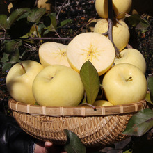 山東黃金奶油富士蘋果煙台棲霞白色冰糖心新鮮水果當季現摘蘋果