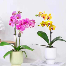 蝴蝶兰花苗带花苞盆栽客厅兰花室内植物花卉四季好养活石斛兰绿植