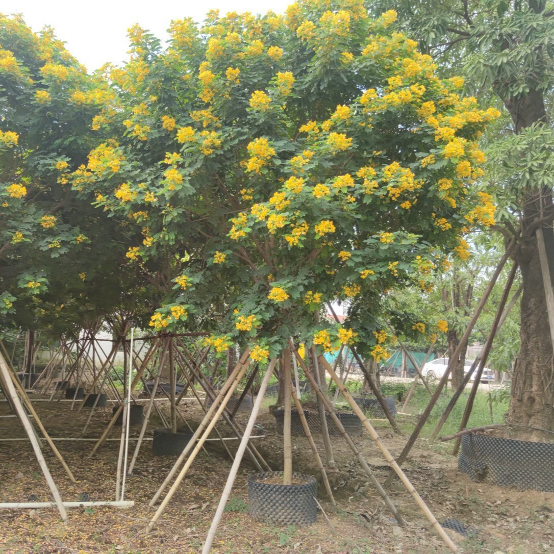 2204 база оптовая поставка полнокоронная желтая аранча 4-10 см мешок саженцев желтая цветочная аранча