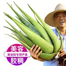 �������J�C���Ժ������J�Cֲ��ʳ���J�C�Gֲ�J�C���J�C���ݾGֲ