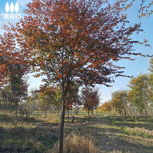 �Θ�����L����Ѫ�΄e��ͥԺ�е����Ͳ��~С�~�t�Θ�G��������ľ