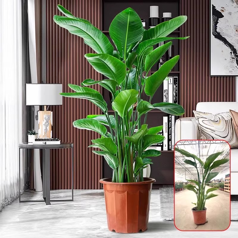 Aves del paraíso plantación de plantas grandes en maceta verde interior buena oficina de alimentación sala de estar flor verde plantación bonsai grana orquídea