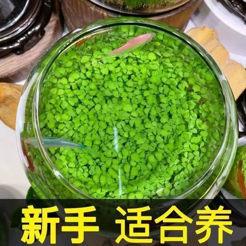 Экологическая наука пятый класс семена водных растений с озонированной подачей кислорода ландшафтный дизайн без стирки четырех сезонов аквариум маленького бытового использования