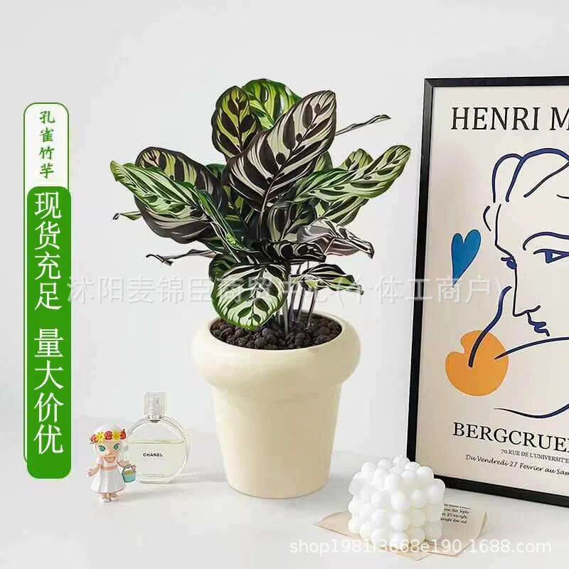 Павлин каладиум, комнатное настольное скандинавское растение в горшке, вечнозеленое тенелюбящее растение, поглощает формальдегид, очищает воздух и его легко поддерживать в порядке.