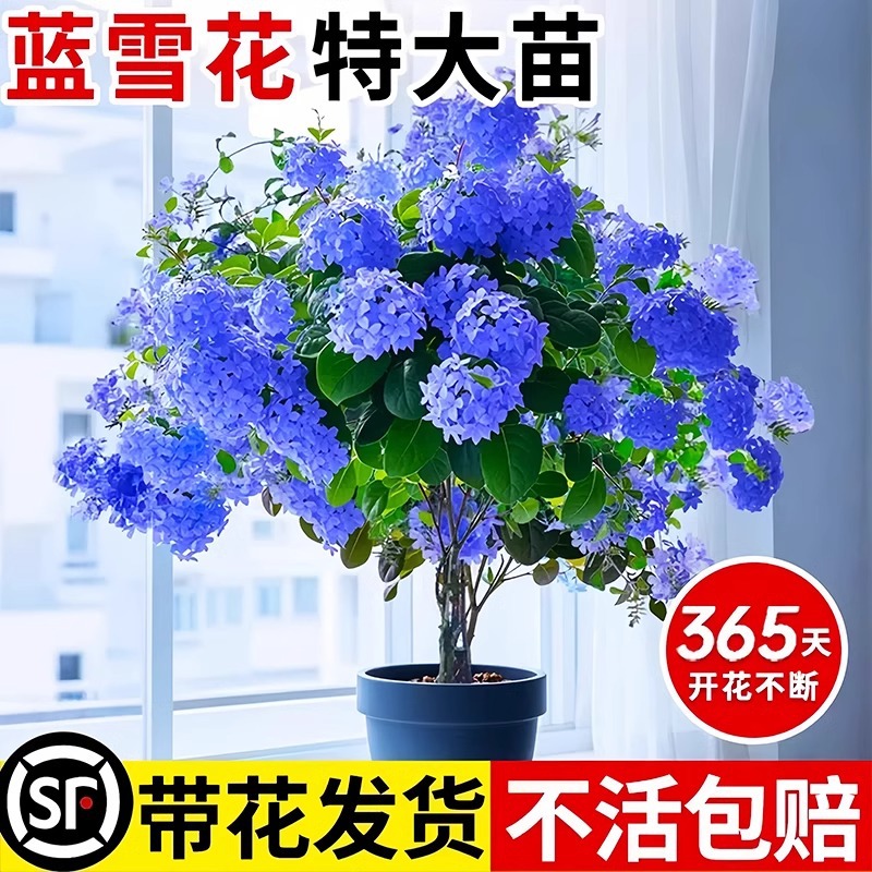 Blue Snowflake Potted Plant Indoor Living Room Balcony Good for Raising Four Seasons Open Flowers Green Plants Courtyard Heat-resistant Good Raising Vine Plants