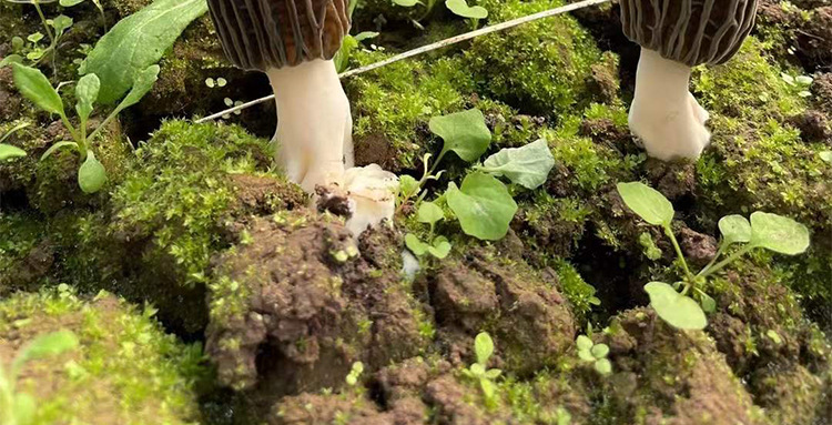 阿里羊肚菌3-55-7_03