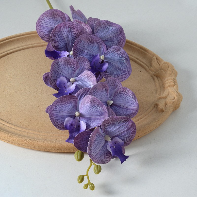 Phalaenopsis Película Púrpura No. 2