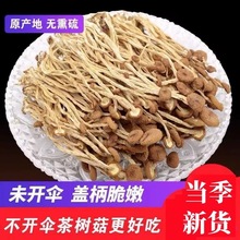 福建干茶树菇批发 包邮不开伞茶树菇菌菇干货散装 产地直销批发