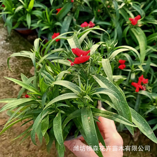Wholesale American Dianthus American Dianthus Plug Seedlings Four-Season Cold-Resistant Hybrid Dianthus Perennial Florals and Plants with Large Discounts