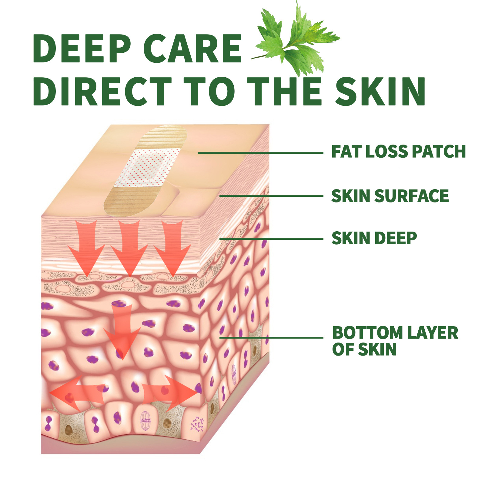 EELHOE Body Slimming Patch, aperto da barriga, modelagem dos músculos das coxas, revelando as curvas do corpo, suavizando a pele, modelagem corporal_voghion.com