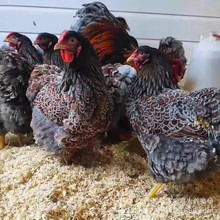 景区园林农庄各种观赏鸡 出售元宝鸡 绣球鸡 婆罗门鸡 波澜鸡