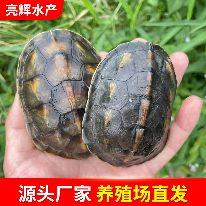 Оптовая продажа черепах с тайваньских черепаховодческих ферм, включая цветочные черепахи, травяные черепахи, шестистропные травяные черепахи и черепах различных размеров.