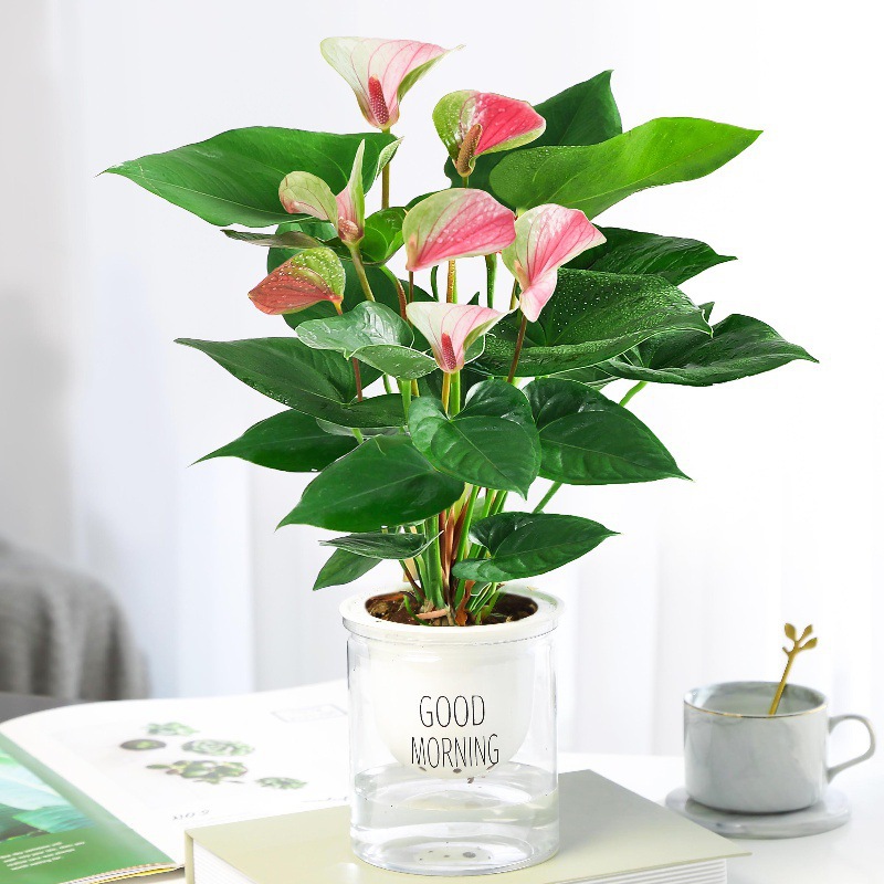 특급 핑크팜 3~6송이(굿모닝냄비) + 영양액