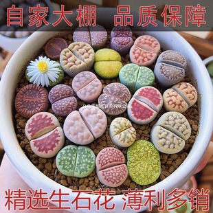 ����ֲ����ʯ�����w����̖��̖ƨ��ʯ�^�����wĸ������PPʯ����