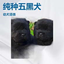 批发定制广西五黑土猎犬土松犬短毛松狮田园犬护卫犬家庭伴侣犬狗