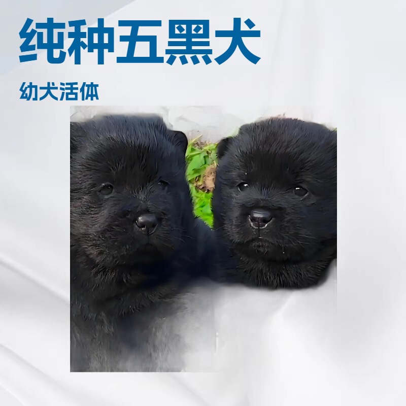 Wholesale Custom-Made Guangxi Wuhei Hound, Short-Haired Chow Chow, Farm Dog, Guard Dog, Family Companion Dog