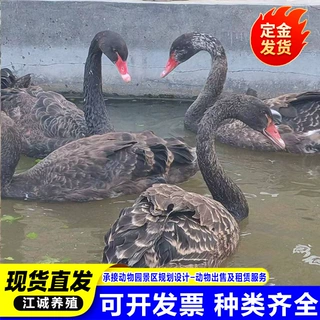 养殖场出售租赁成年黑天鹅黑天鹅活体一对多少钱刚脱温黑天鹅价格