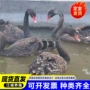 多少活体租赁钱刚黑天鹅