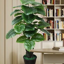 ֲ���辰���滨�͏d���٘��b��҃Ȕ[�����;Gֲ��ˮ�^������