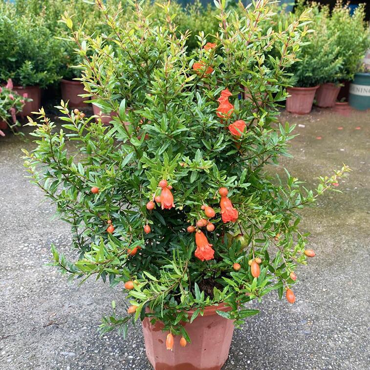 石榴花盆栽盆景果树苗室内四季开花带果植物室外庭院阳台绿植花卉