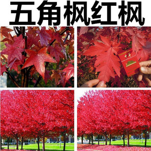 ���l��Ǘ��N�����Ǘ��N�������N�������t����N���uצ����