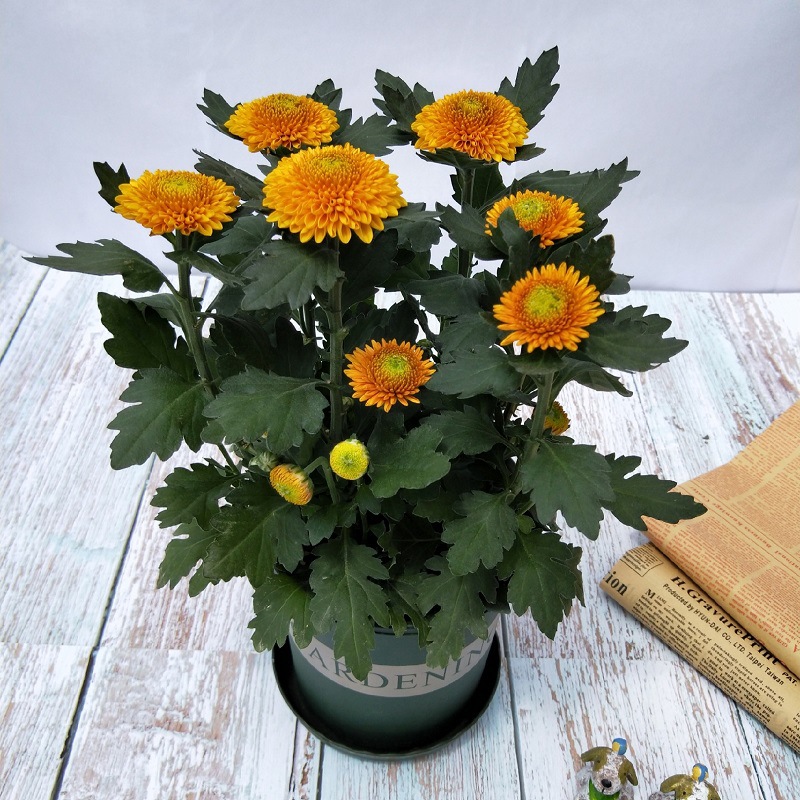 오렌지 옐로우 [1 분지]]