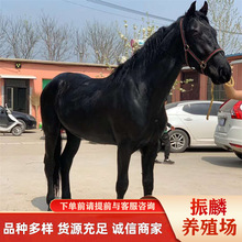 �����������u��ɫ�����T���R�ģ���Ѫ�R �ɹ��R�R�x