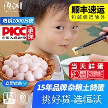 浙江新鲜鸽子蛋恒沃正品杂粮鸽蛋农家散养白鸽蛋30枚个装非鹌鹑蛋