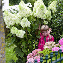 魔幻月光圆锥绣球花苗阳台盆栽庭院露台四季耐低温花卉植物八仙花