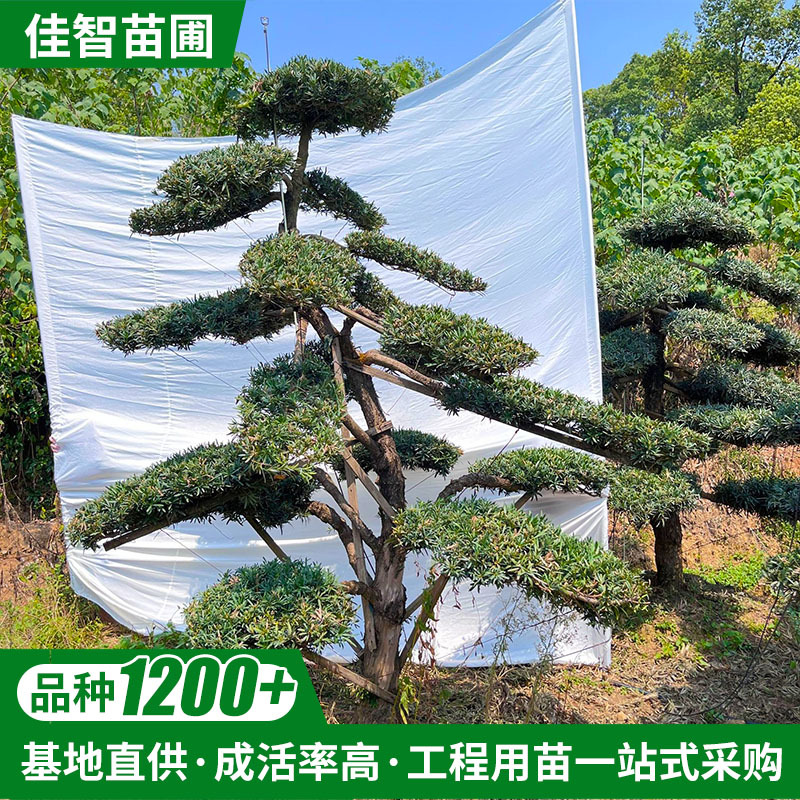 罗汉松基地 地景别墅庭院15公分S弯迎客松造型罗汉松多飘多瓣批发