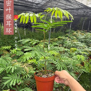 网红密叶猴耳环 澳洲室内耐阴好养绿植热植办公桌面盆栽阳台耐活
