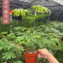 澳洲办公盆栽桌面绿植
