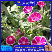 ��ǣţ�����̻����̹��ͻ������Ӵ�������ֲ�����Ȼ�����������
