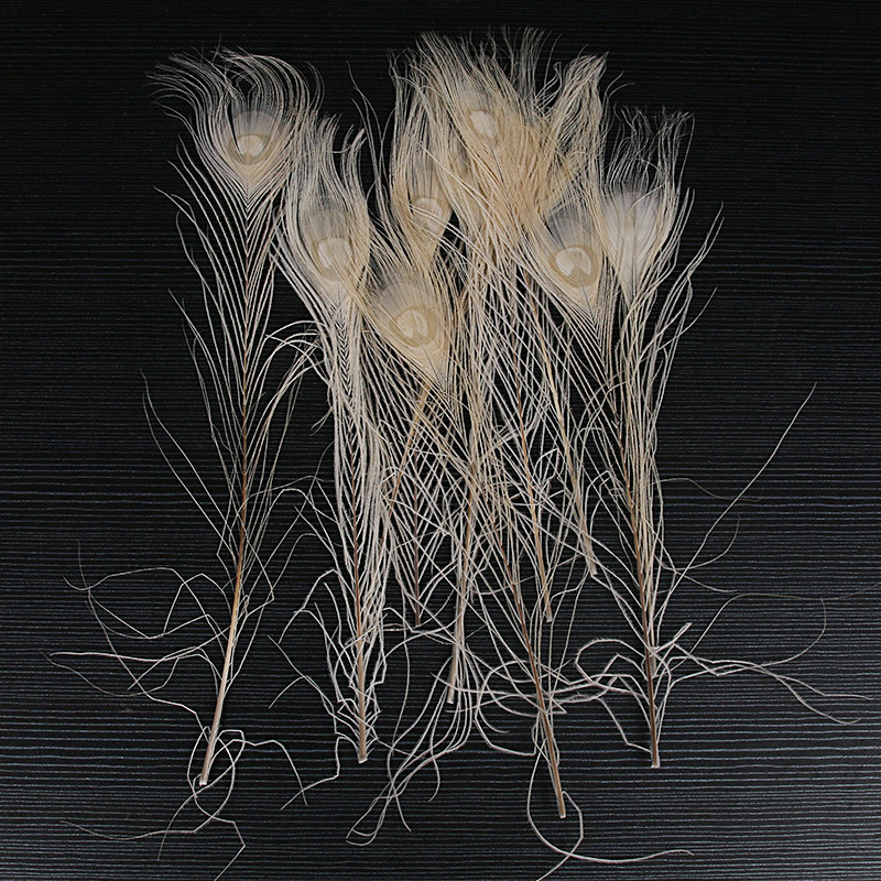 공작 머리 흰색, 색상당 최소 입찰가는 10개입니다.