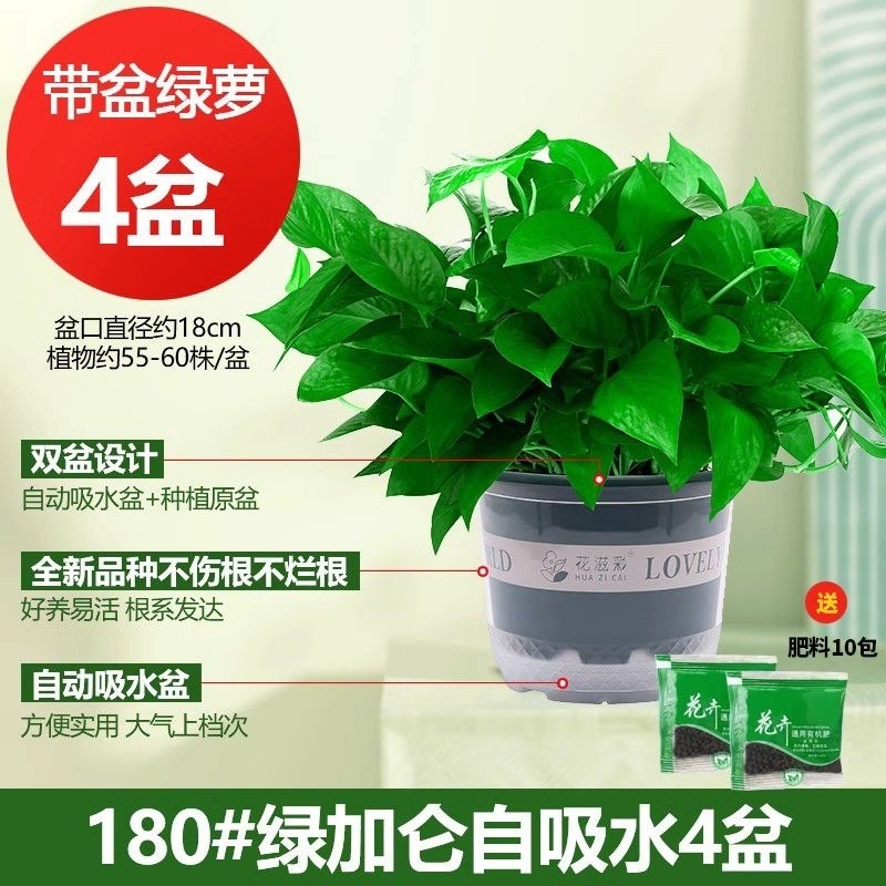 그린 갤런 60개, 화분 4개 + 흡수성 화분 + 액체 2개