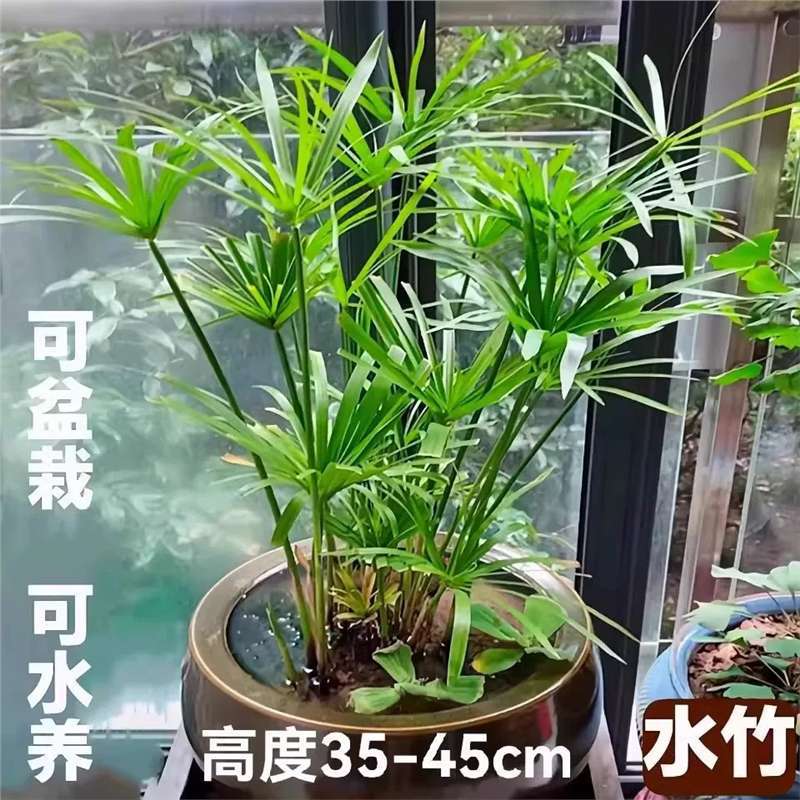 水竹旱伞菖蒲类沼泽过滤水培植物池塘造景龟鱼缸净化水质挺水绿植