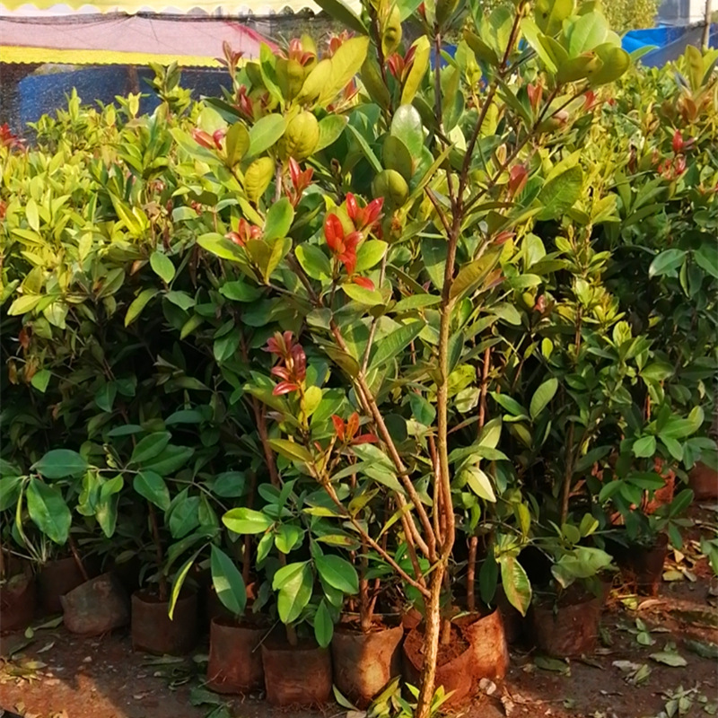 ����ӣ��003_����